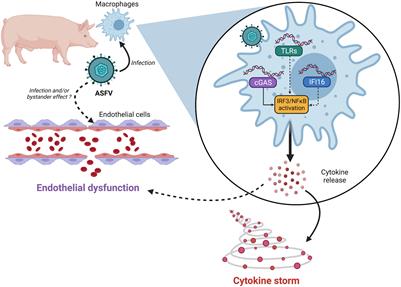 New Insights in the Interplay Between African Swine Fever Virus and Innate Immunity and Its Impact on Viral Pathogenicity